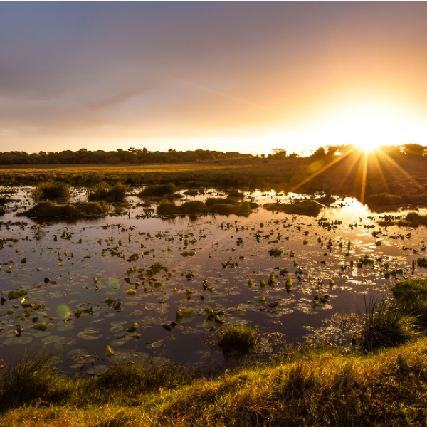 SA's Best Bush Breaks | Top 5 KZN Game Reserves